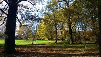 autumn park in poland on a sunny day