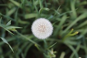 ripe seeds of dandelion