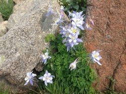 blue colombine flowers