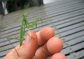 green mantis insect on hand closeup