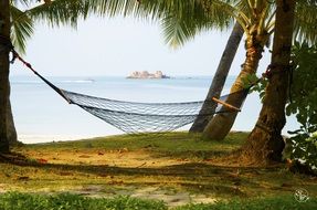 hammock on trees on a tropical shore