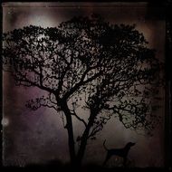 mystical tree in the moonlight