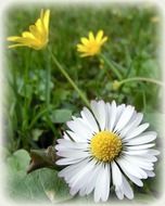 daisy and buttercaps on meadow