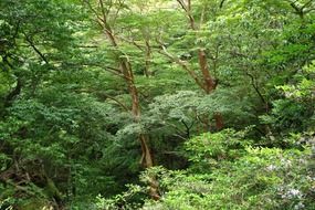 tree green forest rainforest