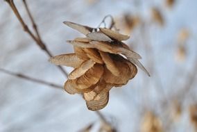 splendiferous brown dried leaves