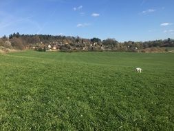 green grass meadow bohemia landscape