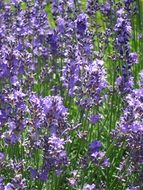 lavender flower at summer meadow