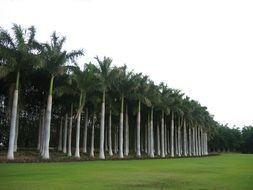 palm trees in a tropical park in the caribbean