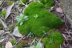 green moss plant