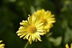 closeup picture of yellow flowers in the spring sun