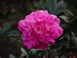 pink paeonia suffruticosa bloom