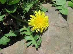 surprising beauty fresh dandelion