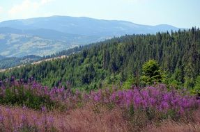 purple flowers on the slope of the Apuseni Mountains