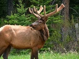 beautiful deer with big horns in the wildlife