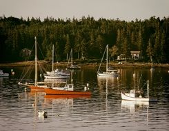 ships in the harbor amid the forest