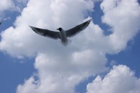 seagull in flight on a background of white clouds