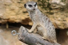 funny cute meerkat