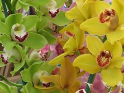 Colorful and tropical orchids