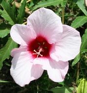 light pink hibiscus flower