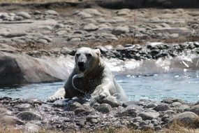 wild polar bear in the water