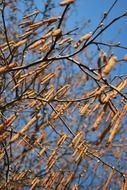 tree with brown dry leaves in autumn on a blurred background