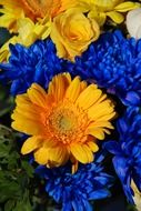 blue and yellow flowers closeup