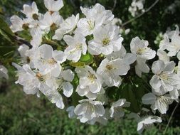 blooming dwarfish cherries as the beauty of spring