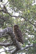 brown owl fish on a tree