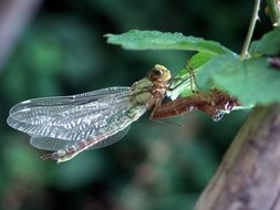 dragonfly with transparent wings close up