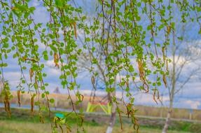 green birch leaves summer scenery