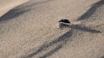 animal in the sand