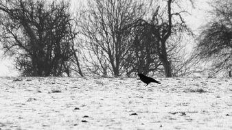 black crow on a snow field