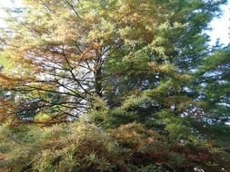 larch in autumn