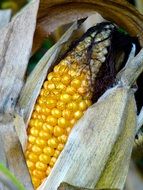 cooked corn stick