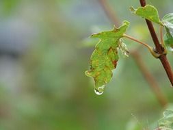 branch of a bush in rain drops close up