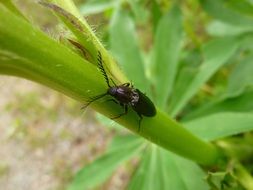 Bark beetle on the plant