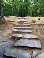 steps in a forest in rhode island