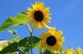 sunflowers as a sign of summer