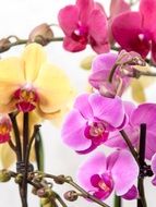 cute pink orchid phalaenopsis close