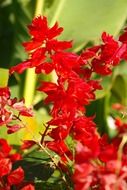 red fire sage blossoms