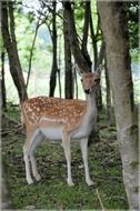 Beautiful, colorful and cute, spotted fallow deer among the trees in the forest