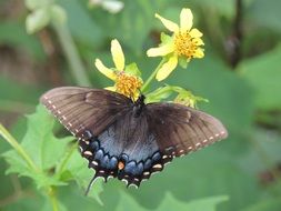 Beauty butterfly in wilderness