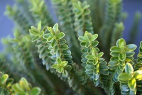 closeup of a young green plant