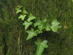 ivy branch on a tree close-up