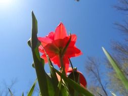 closeup photo of red tulip flower looking at sunny sky