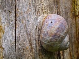 snail shell on the wood