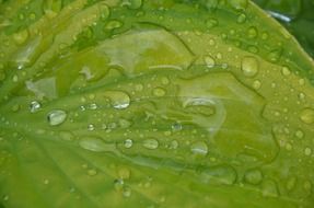 drops of water on a green marsh plant