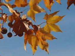 seed boxes and yellow maple leaves on a branch