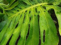 perfect tropical leaf rainforest