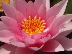 pink adorable water lily macro